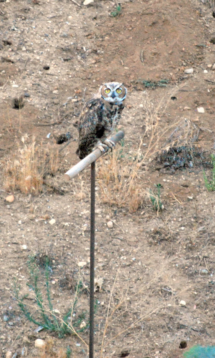 Owls in the backyard.